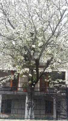 a tree with white flowers in front of a building at Kyurkchievi Guest House in Sapareva Banya