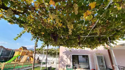 a tree in front of a house with a playground at Къща за гости Етерна - Guest house Eterna in Starosel