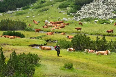 a man walking in a field with a herd of cows at 