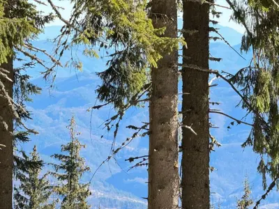 a view of the mountains through the trees at 
