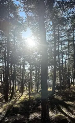a forest with the sun shining through the trees at Stylish Two Bedroom Family Villa in Sopot