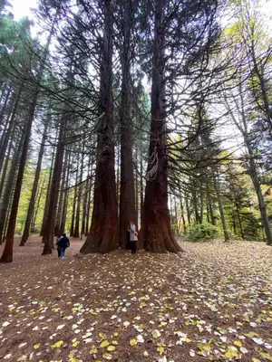 two people walking through a forest with trees at Апартамент за гости ''ЗДРАВЕ'' in Kyustendil