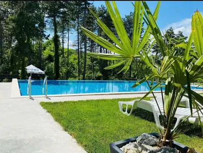 a palm tree sitting next to a swimming pool at D Villa in Mineralni Bani