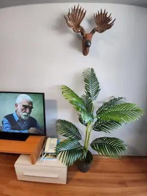 a plant sitting on a table next to a tv at Exclusive Ski and Spa Paradise Stylish Apartment in Bansko