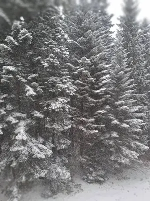 a group of pine trees covered in snow at FLORA Apartment Hotel 412 in Borovets