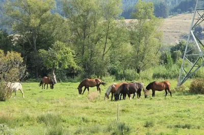 a group of horses grazing in a field at Ski Lift Apartment - FORTUNA in Bansko