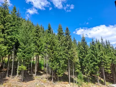 a forest of pine trees with a blue sky in the background at Студио Алтом in Pamporovo