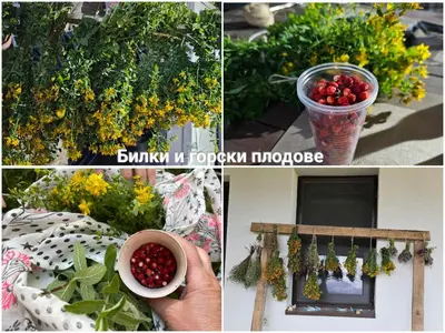 a collage of pictures with flowers and a plant at Къща за гости МЕЧА СТЪПКА in Gela