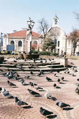 a flock of birds standing in front of a building at Homely Apartment in Lozenets Sofia in Sofia
