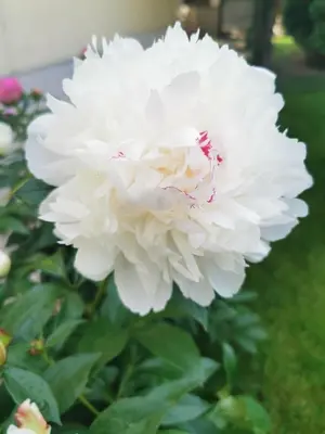 a large white peony in a garden at Apartment Tinka in Sofia