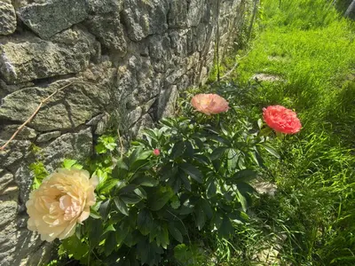 two roses in front of a stone wall at Харизма in Hisarya