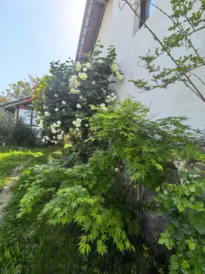 a bush with white flowers next to a building at Харизма in Hisarya