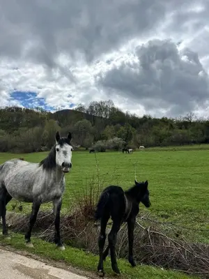 a horse and a baby horse standing in a field at VILLA INBAR - Village house on the river in Boykovets