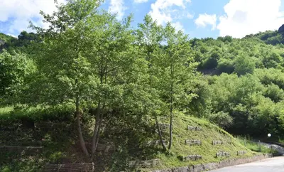 a tree on a hill next to a road at Ловна резиденция ДЛС Извора in Devin