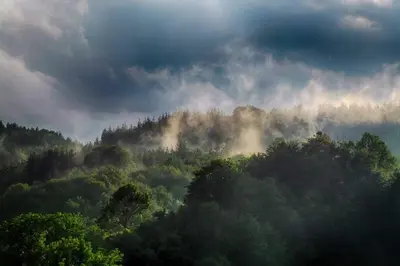 an aerial view of a forest of trees with the sun shining at Комплекс Арда in Arda