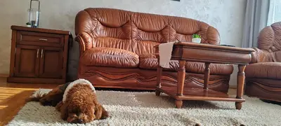 a brown leather chair and a dog laying on a rug at Apartment Sofia View with Rooftop Terrace in Sofia
