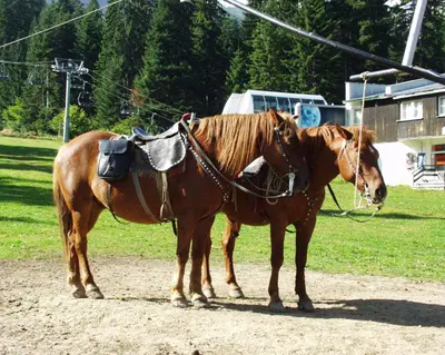 two horses standing next to each other in a field at ТЕС Боровец Гарденс in Borovets