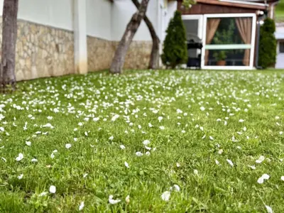 a green yard with white flowers in the grass at Guest House Mihalkovo in Mikhalkovo