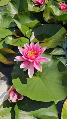 a pink water lily in a pond with leaves at Balkan Barn in Tŭzha