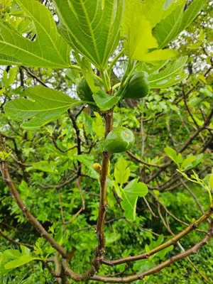 a tree with a bunch of green fruit on it at Balkan Barn in Tŭzha