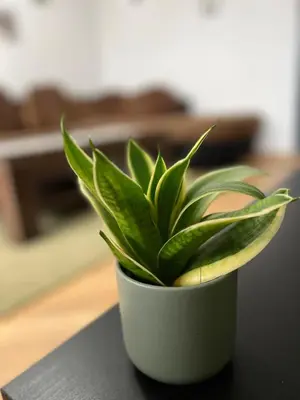 a green plant in a white pot on a table at Sofia Harmony Apartment in Sofia