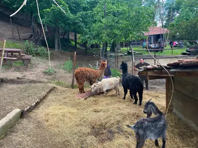 a group of horses and goats in a pen at Kъщичка в полите на планина Витоша с коне и животни in Sofia