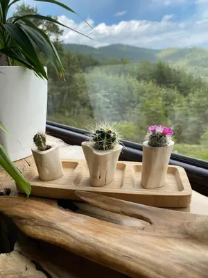 a group of potted plants sitting on a wooden tray next to a window at Villa INDIANA Devin in Devin