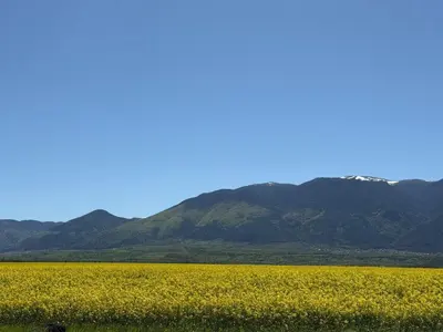 a field of yellow flowers with mountains in the background at Villa Green House in Tscherweni Breg