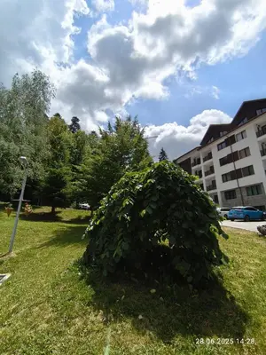 a large green bush in the grass near a building at Borovets Gardens Forest STUDIO A3 - FREE PARKING,Free baby cot in Borovets