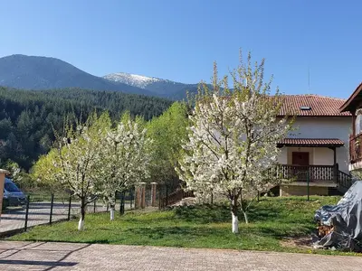 two trees with white flowers in front of a house at 19 Rose in Bansko