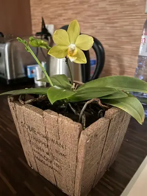a yellow flower in a wooden planter on a counter at My orchids apartment in the heart of Sofia in Sofia