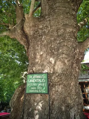 a sign is posted in front of a tree at Стария Чинар in Melnik