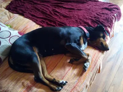 a black and brown dog laying on a bed at Stay with Me Women only room parking childrens pets welcom in Sofia