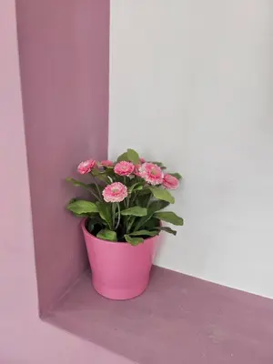 a pink potted plant sitting on a ledge at Simply The Best - Vitosha blvd in Sofia