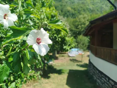 two white flowers on a tree with a building at Къща за гости Аврамови in Ribarica
