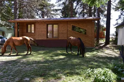 two horses grazing in front of a cabin at Villa Margarita 1 in Semkovo