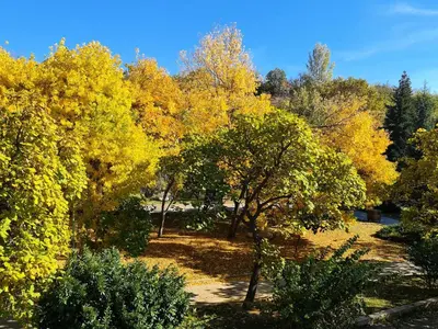a group of trees with yellow leaves in a park at Парк Апарт-Хотел Виктория 1 in Sandanski