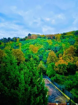 an aerial view of a forest with a river at Комплекс Ванката in Kamena