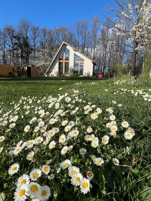 a field of daisies in front of a house at Cozy frame house in the wood