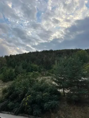 a tree in the middle of a field at ViVa SPA Retreat in Velingrad