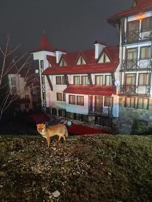 an orange cat standing in front of a large building at Замъка in Pamporovo