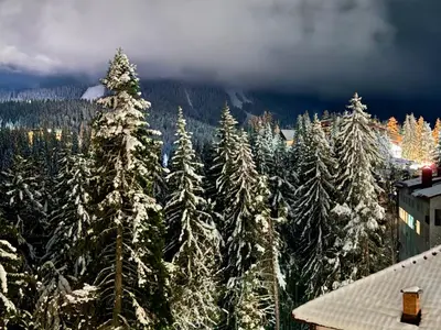 a group of christmas trees covered in snow at Deluxe Apartment 34 Mountain Lodge Pamporovo in Pamporovo