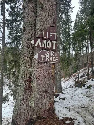 a sign posted on a tree in the woods at Alpine Apart Pamporovo in Pamporovo