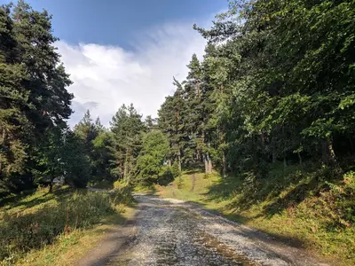 a dirt road in the middle of a forest at Малка Къщичка Бяла Черква