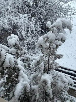 a tree covered in snow in a yard at Apartment at the foot of Pirin in Bansko