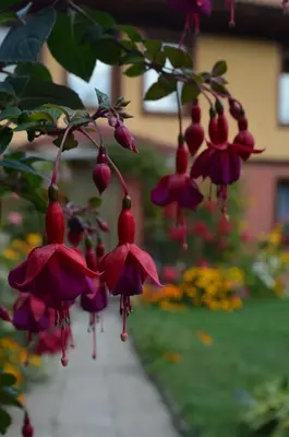 a bunch of purple flowers hanging from a tree at Guest House Zlatniyat Telets in Koprivshtitsa