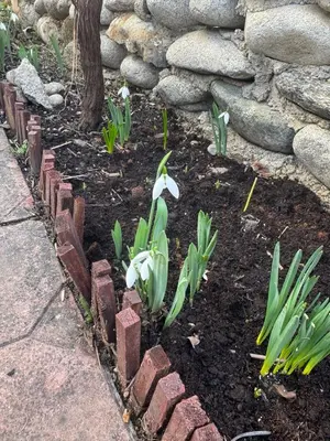 a garden with white flowers in a brick wall at Berta Gardens 2 in Sandanski