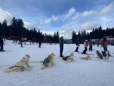 a group of dogs sitting in the snow at Castle Inn Pamporovo 2 Bedroom Apartment in Pamporovo