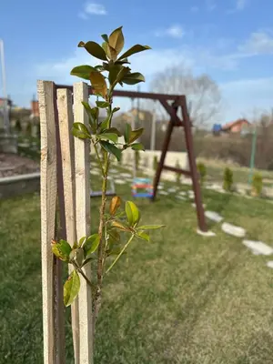 a small tree is growing on a wooden fence at Къща за гости Касида in Sapareva Banya