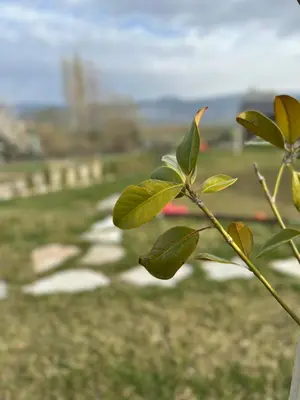 a plant with green leaves in a field at Къща за гости Касида in Sapareva Banya